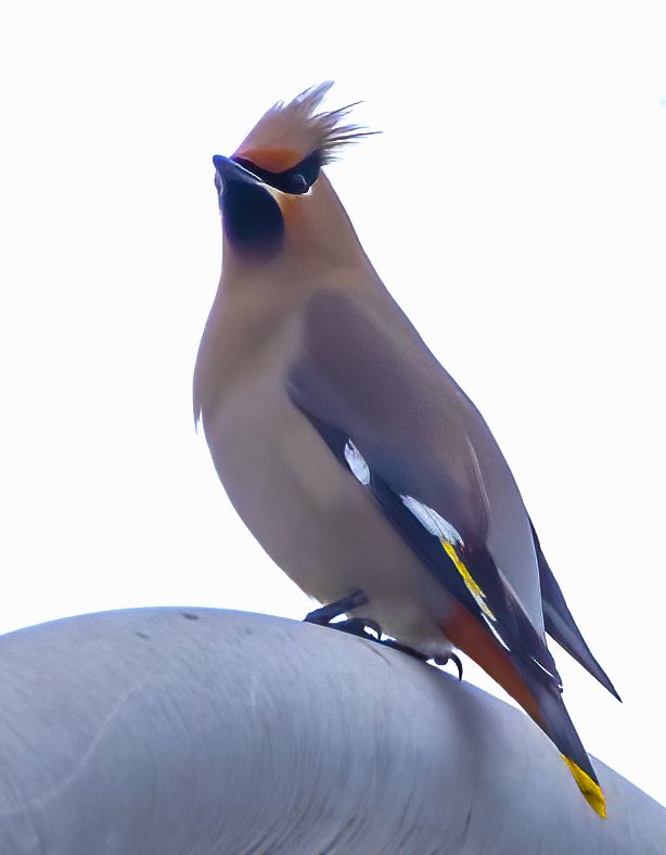 “Everybody can have a bad-hair day and still look so beautiful !”  We are so priviledged to see the Bohemian Waxwings these days in our area passing by in migration towards the North.  They are quite stunning.  #birdphotography #naturephography #birdwatching