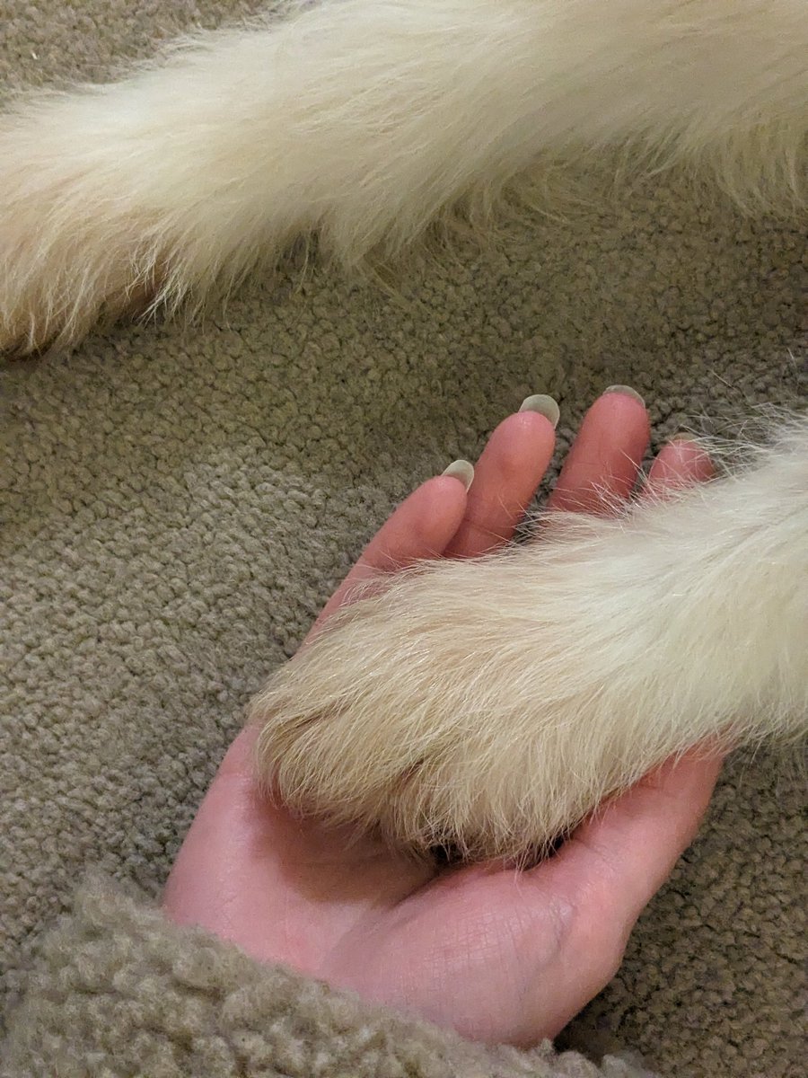 Kimchapman96's tweet photo. Bertie joining in #PawsForPaul RIP Paul O'Grady... 🥺🐾 https://t.co/EUe1LD9N0E