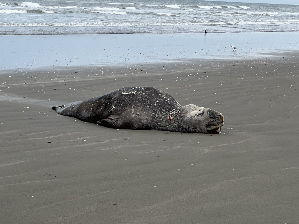 Hey <a href="/docgovtnz/">Department of Conservation</a> large seal on Peka Peka beach this morning. Looks like it’s been attacked and is exhausted. May need help/attention? Just north of the beach road.
