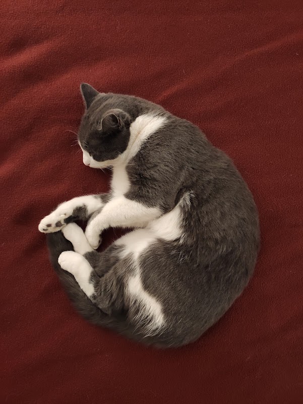 Franilus's tweet photo. Soy fuerte para atravesar duelos... pero en todo proceso de crecimiento hay recaídas.  Neko y Kira mis dos bebes... esta ilus esta inspirada en ellos. Espero sepan lo que los amo y nunca se olviden de mi. Los llevo siempre en mi ❤️.
#gatitos #kittens #digitalart #DigitalArtist https://t.co/mk0SQZKHY0