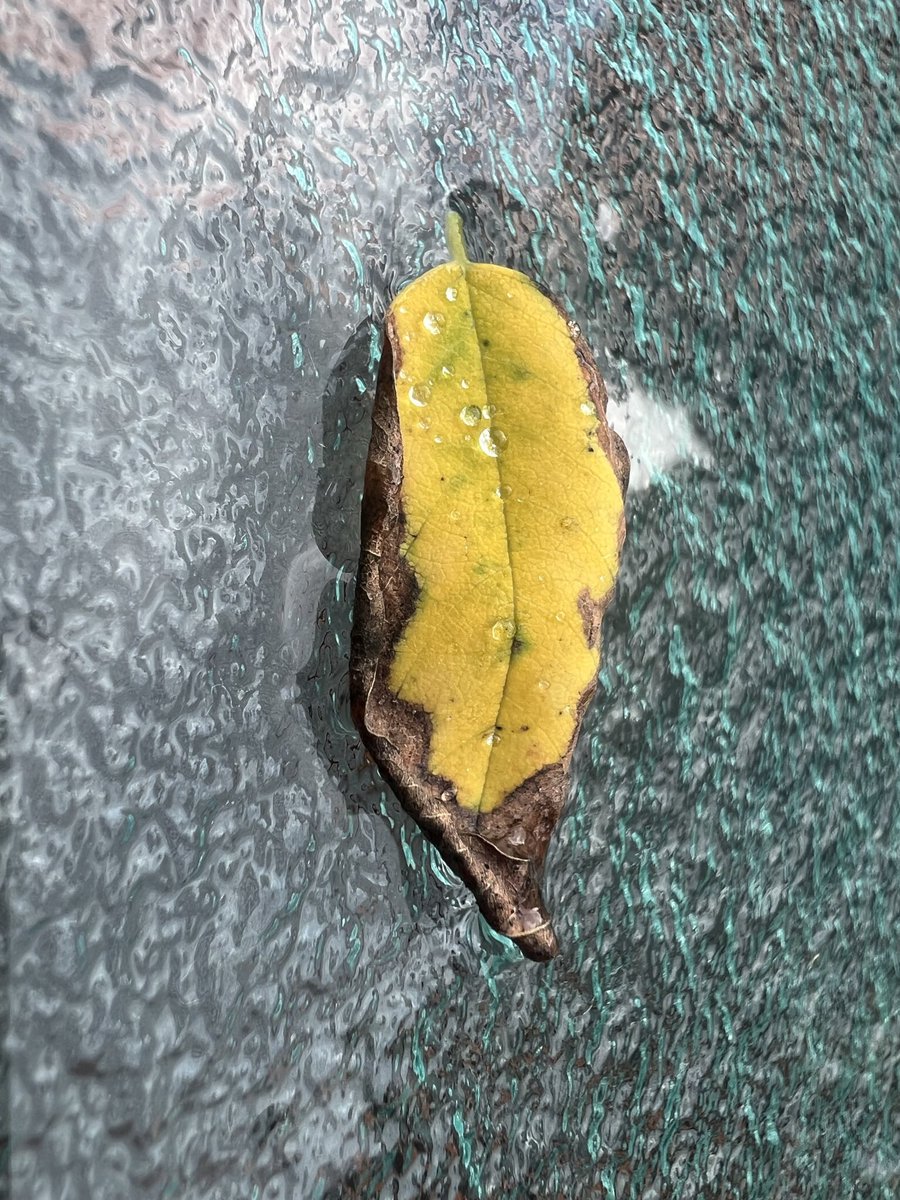 wapple15's tweet photo. #MarchMacroChallenge #MacroHour https://t.co/Uxa4I8ClYf