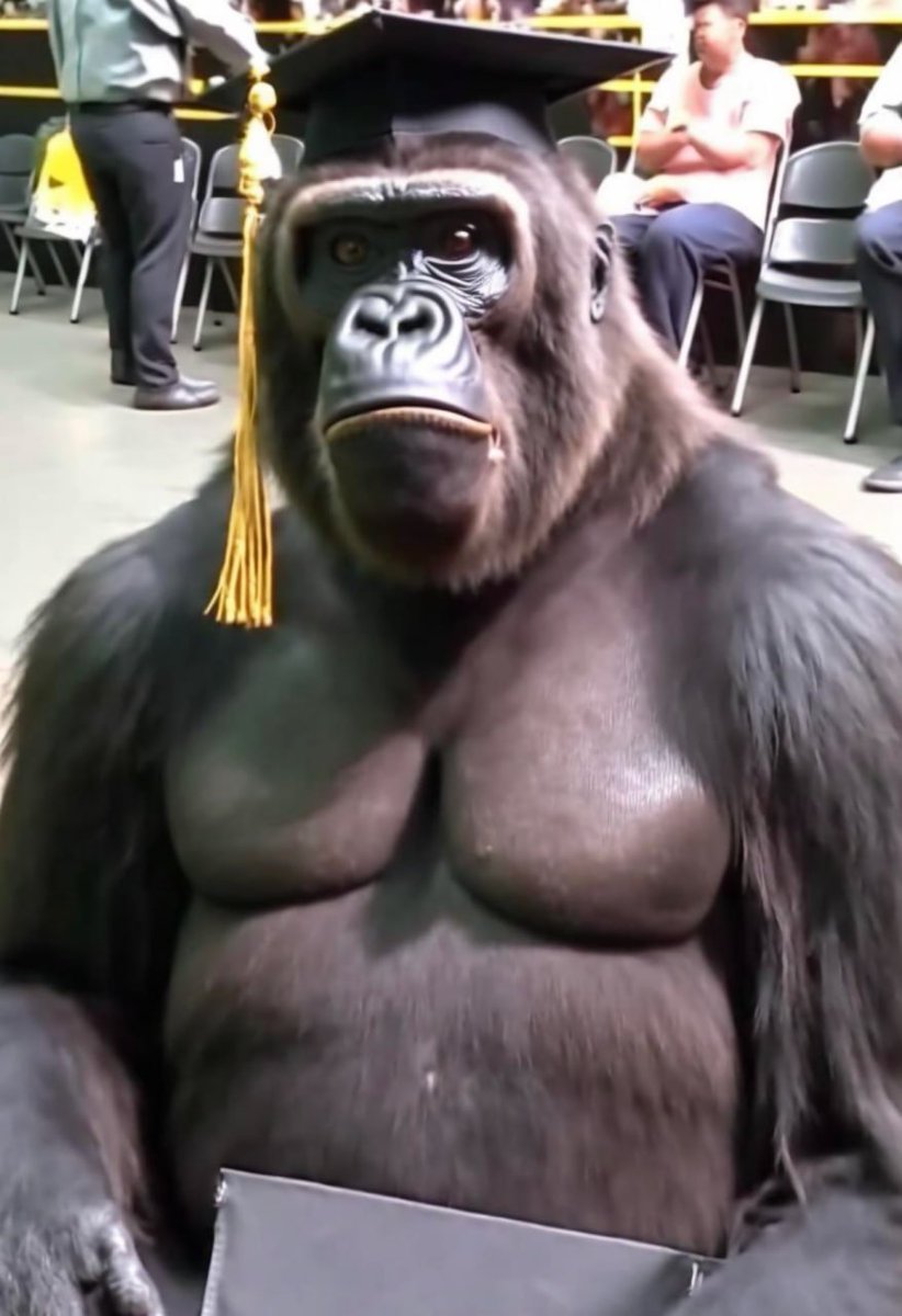 gptunhinged's tweet photo. Gorilla let loose at High School graduation https://t.co/ljzjwlsJYe