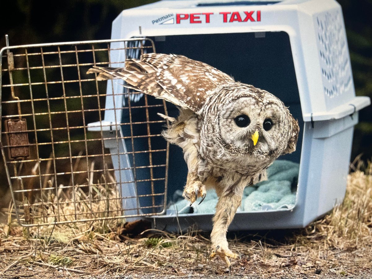 Nice legs Barred Owl! This is the photo from @atlanticwild that caught our attention. Speaking with Pam Novak now