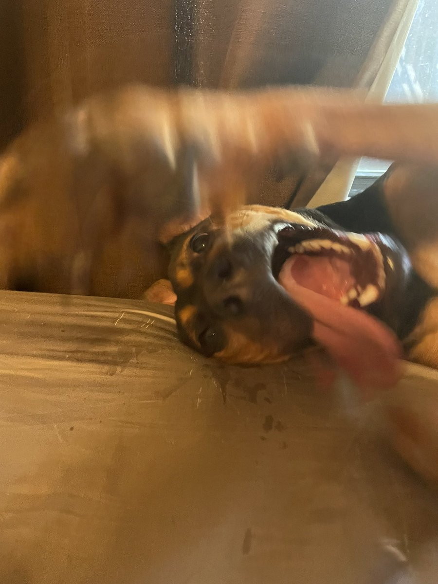 morrillashley's tweet photo. My girly pop turned 1 yesterday 🥰❤️ i love you baby, my crazy girl https://t.co/pXYHyvvlFD