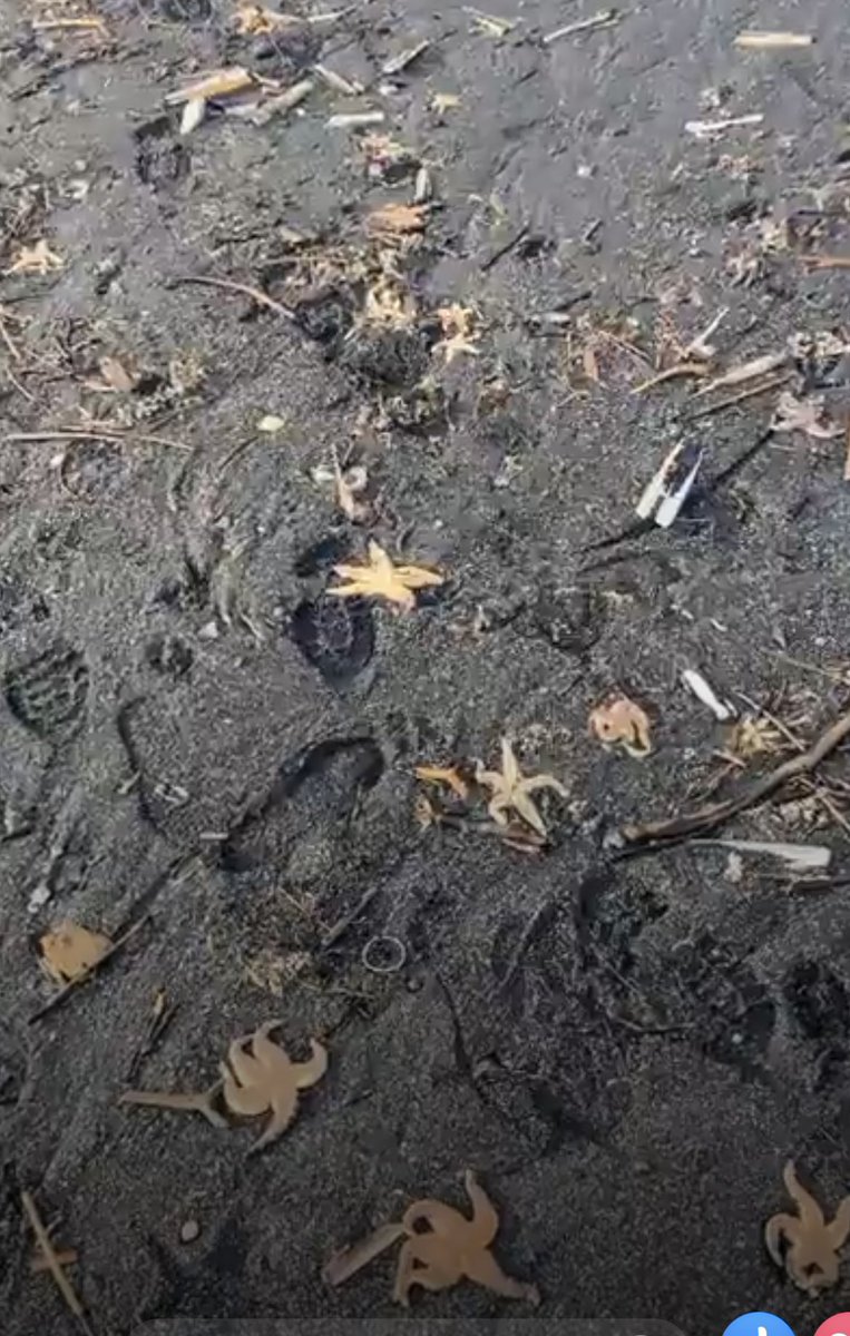 annaturley's tweet image. This video from Saltburn today is devastating- the beach littered with dead starfish, clams and oysters. Heartbreaking 💔 

I used the word ‘apocalyptic’ back in October 21 when the beach was littered like this with crabs. Here we are again
Please watch:
fb.watch/jAksciiAOP/