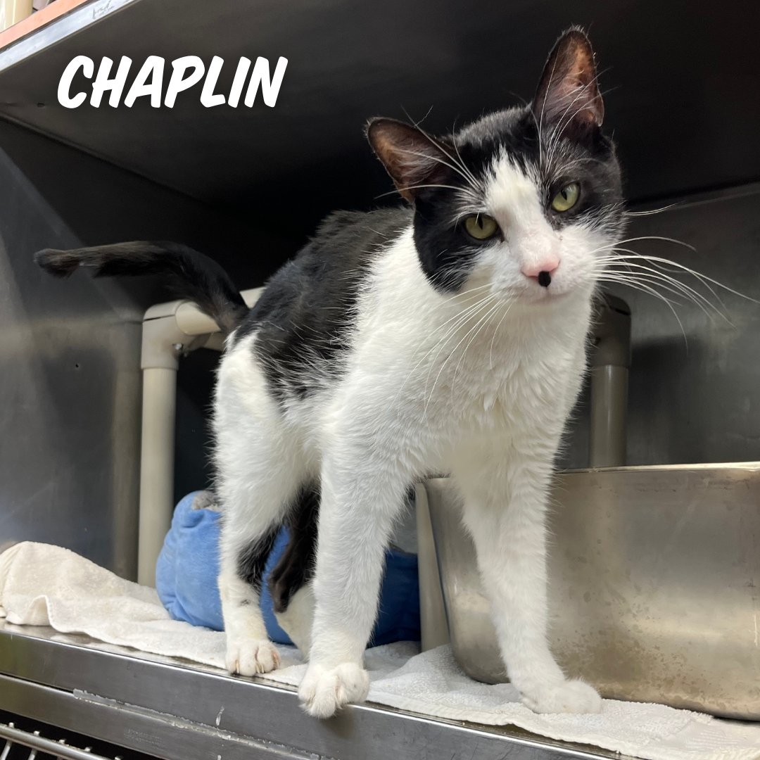 austinpetsalive's tweet photo. ‼ Starting TODAY, in addition to waiving fees for all puppies 6 months &amp; younger, we’re waiving fees for all ONSITE dogs &amp; cats through April 3rd! 

Stop by our main location at 1156 W. Cesar Chavez any time between 12-6PM.

*Refundable spay/neuter surgery deposit still applies. https://t.co/QyDYfwJk8A