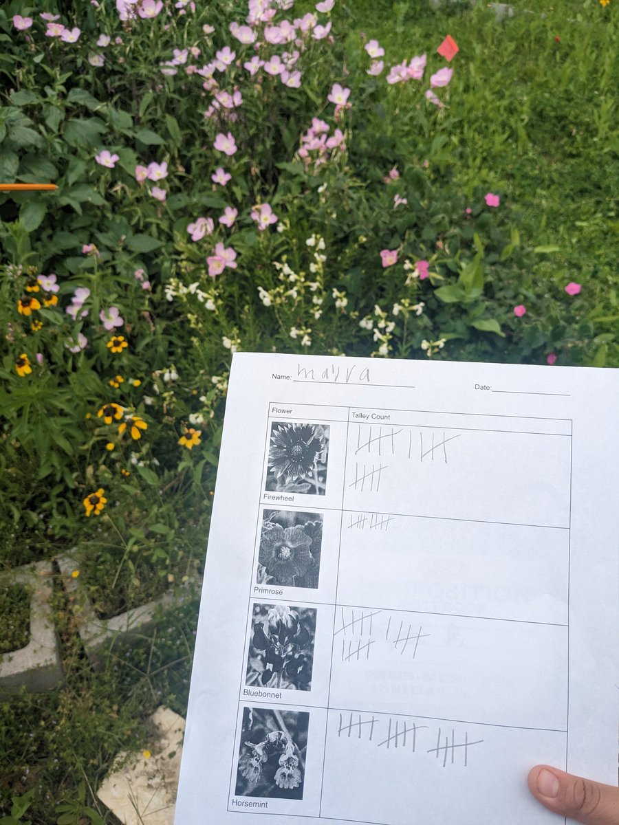MrsMdoesSTEM's tweet photo. Outdoor learning is alive and well at Linder Elementary, just like our beautiful Monarch garden! Today we surveyed our garden and counted the different varieties of wildflowers and created pictographs of our data. Outdoor learning is the best learning! https://t.co/ISaDic2omL