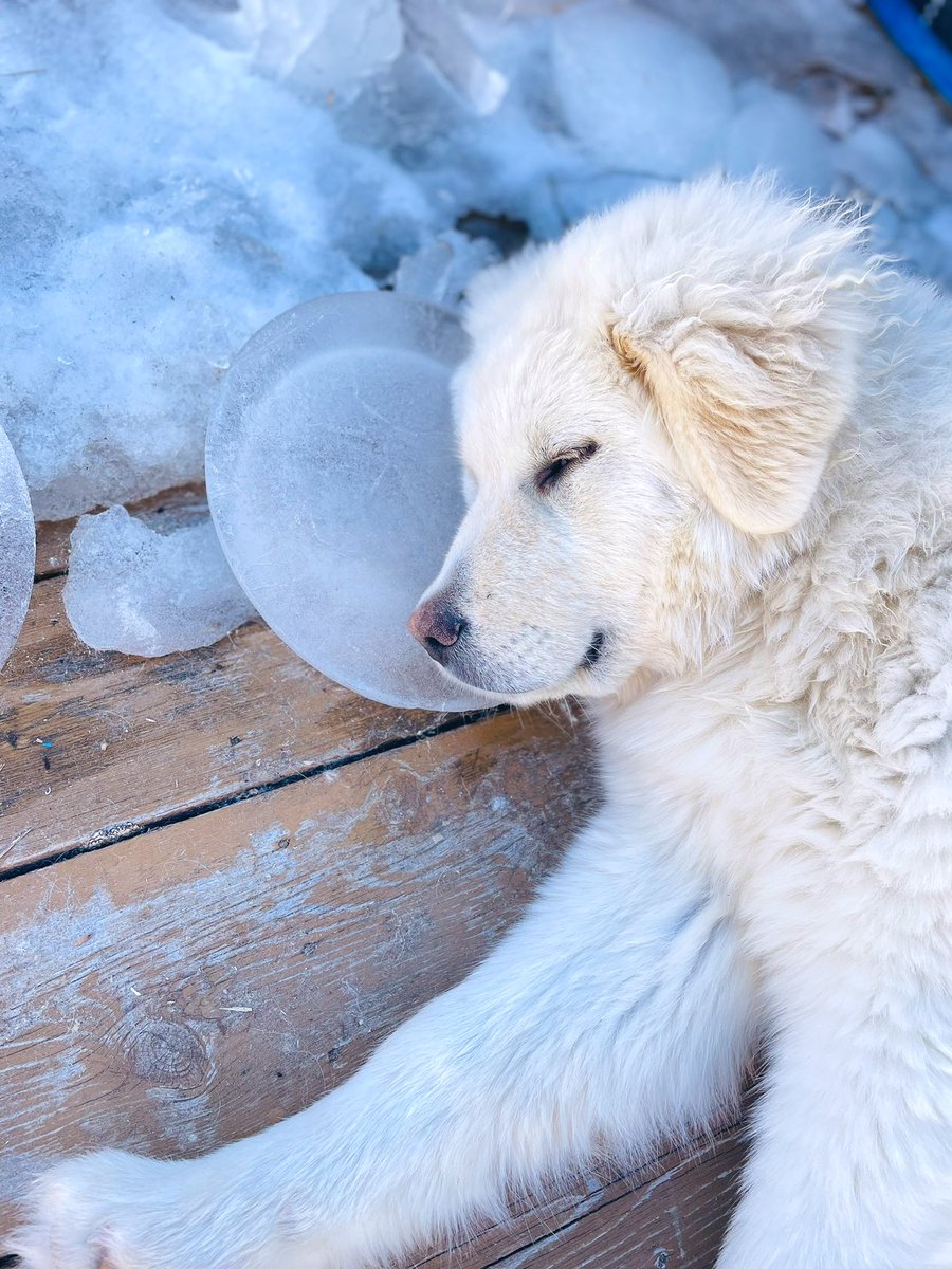 GoodDayShaMae's tweet photo. Ice ice baby…. 🧊🐑♥️

#gooddayshamae #gooddayforagoodday #GoodGirl #DogsofTwittter #maremma #sheepdog https://t.co/0vETuW9Knm