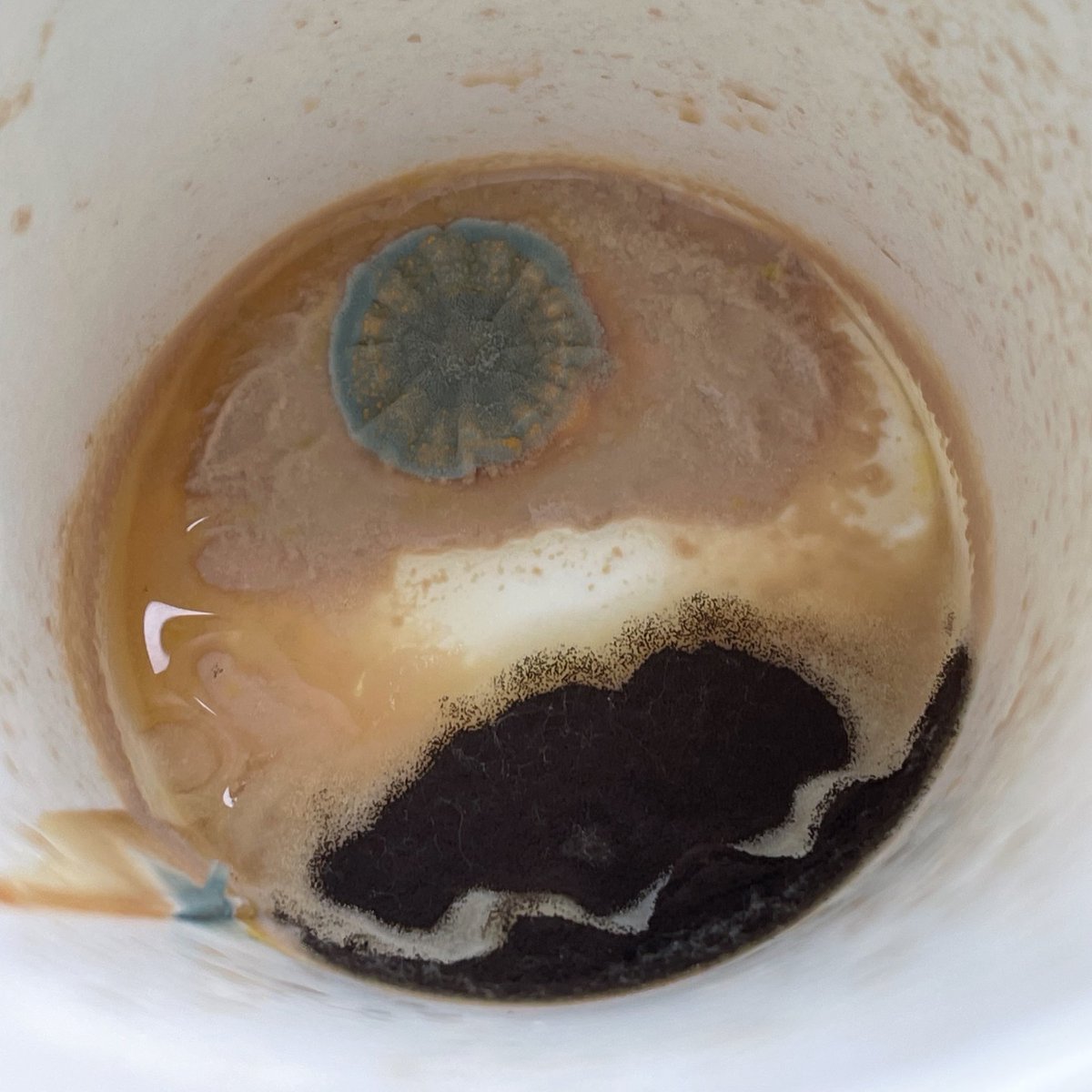 me quedó un café viejo en el auto y los hongos formaron una escarapela, una muestra más de que argentino es todo aquel que lo desea ✨🇦🇷