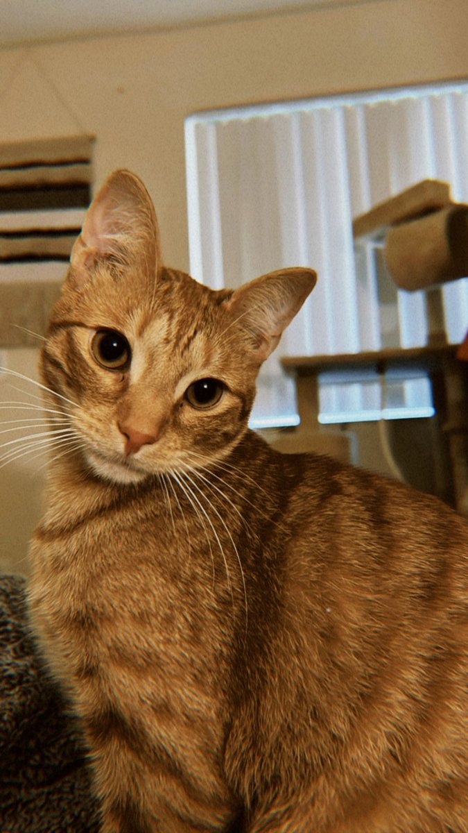 Did you know we feature courtesy listings of cats in the community who need homes?  Pictured: Michael, a sweet, playful and loving 1 year old male. He is neutered and microchipped. Visit towncats.org/rehoming-your-… for more info 

#adoptdontshop #catrescue #courtesypost