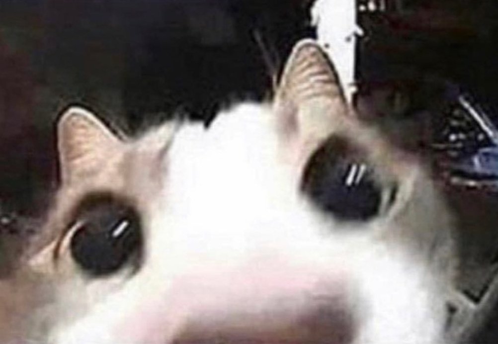 Yo viéndome mi carita durante toda la videollamada