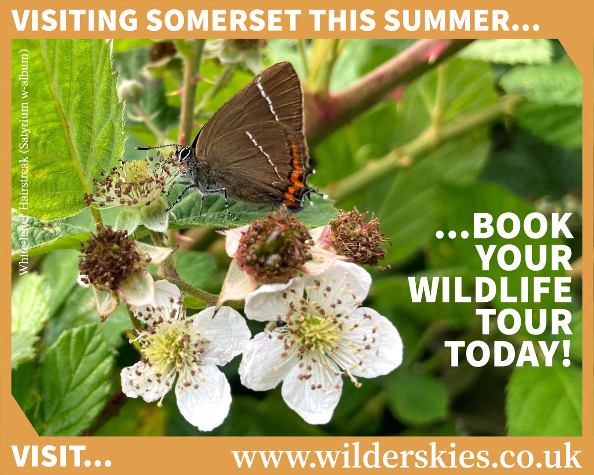 Visiting Somerset this Summer?

#somerset #wildlife #nature #mendips #bristol #cheddar #cheddargorge #summer #holiday #somersetholiday #thingstodoinsomerset #glastonbury #visitengland #tourguide #wildlifetours #naturetours #birds #conservation #levels wilderskies.co.uk