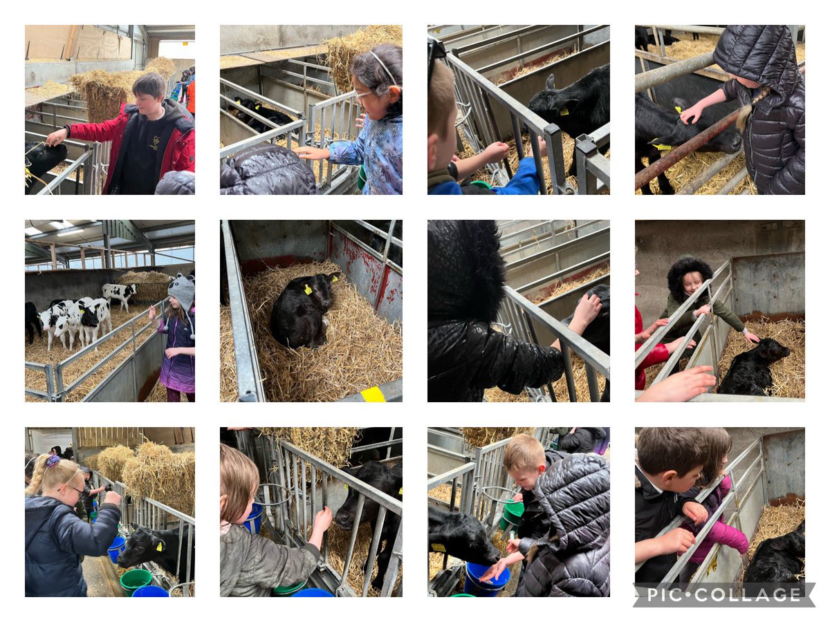 Thank you so much to Katie <a href="/rhetfvci/">Rhet Forth Valley</a> and Fiona from Bonnyhill Farm for helping to bring our learning about dairy farms to life. We absolutely loved our visit. 🐄🥛😁 #farming #LearningAboutOurCommunity