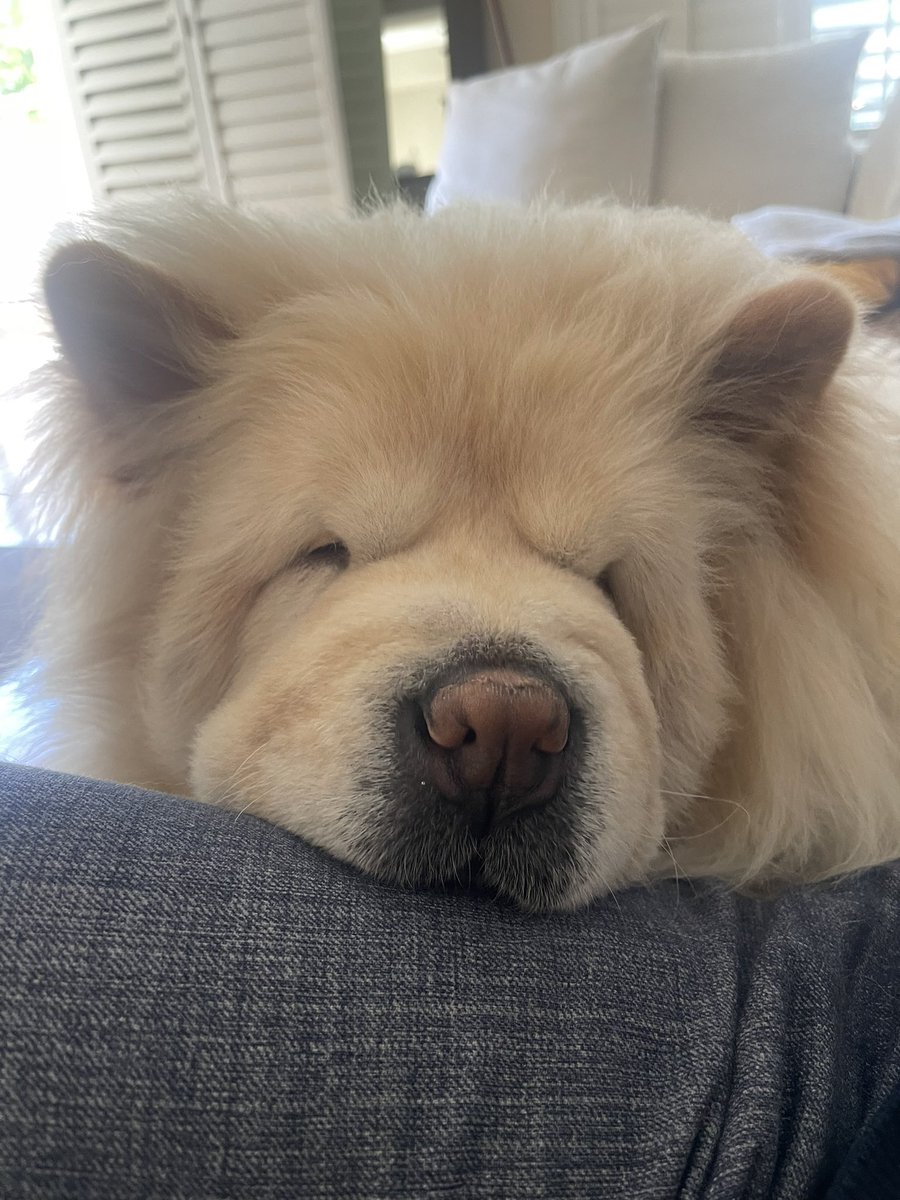 One of my best friends Mr Eazy. My 2 year old chow chow. He says hiiiiii 🐾♥️ we send love. #chowchow #chowdren #lovehim #furchild #male #furry #friend