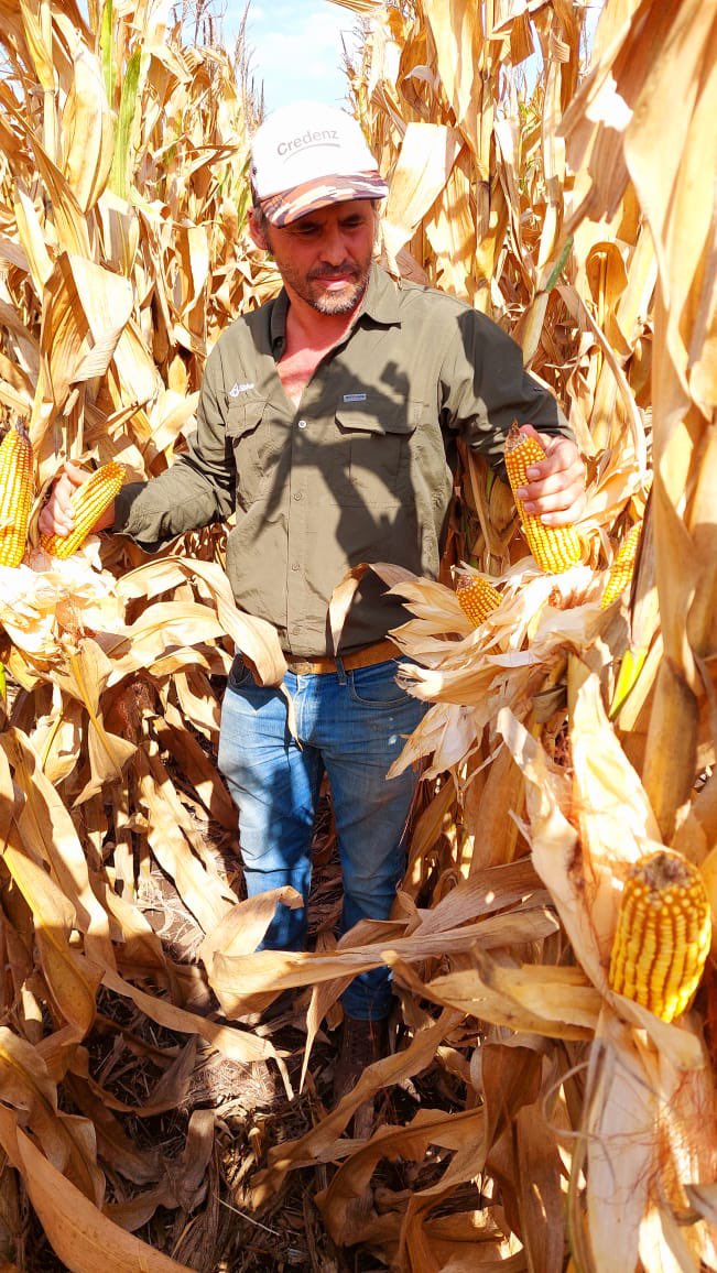 BASF_Agro_ARG's tweet photo. En el día de hoy estuvimos presentes en INTA Santa Fe, Sitio Runciman de la red de evaluación de híbridos maíz, uno de los sitios de mayor potencial. Donde pudimos ver resultados de nuestro material 7344 y 7349. 🙌🏽

#BASFenelcampo https://t.co/IGa44MBMU6