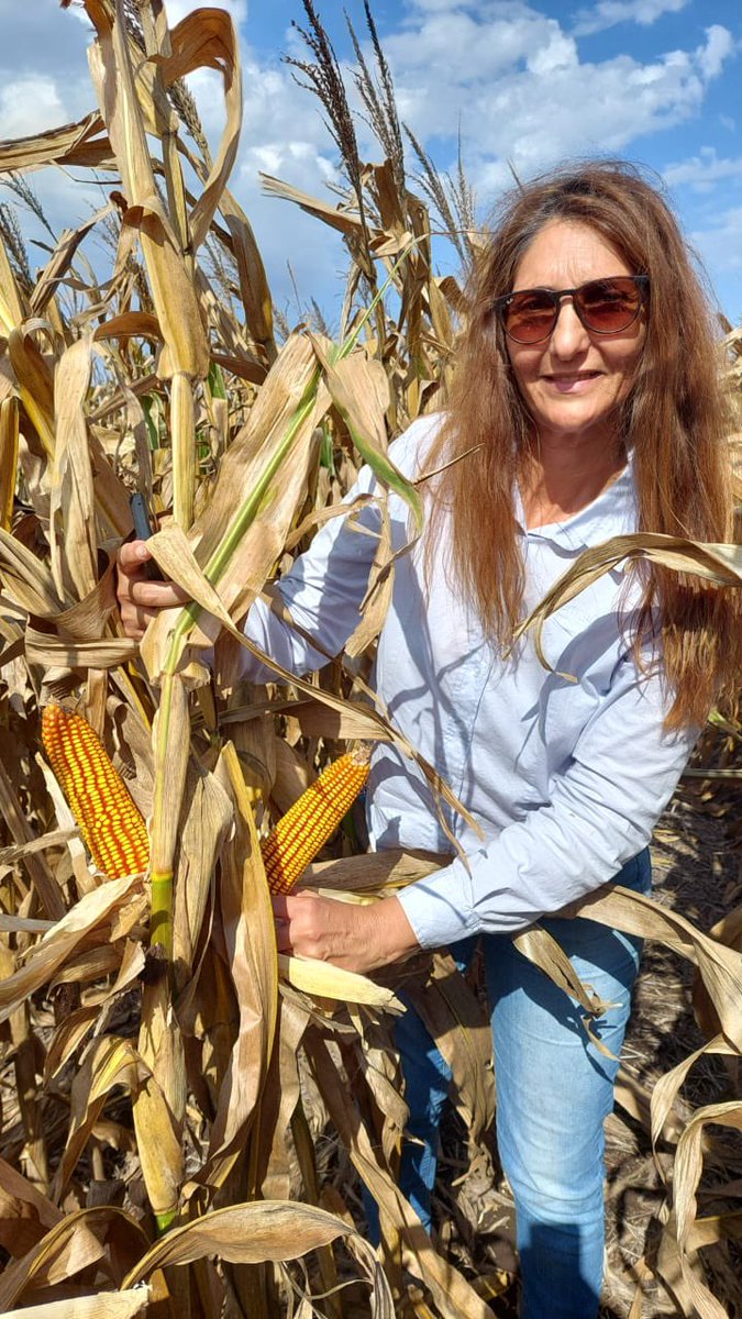 BASF_Agro_ARG's tweet photo. En el día de hoy estuvimos presentes en INTA Santa Fe, Sitio Runciman de la red de evaluación de híbridos maíz, uno de los sitios de mayor potencial. Donde pudimos ver resultados de nuestro material 7344 y 7349. 🙌🏽

#BASFenelcampo https://t.co/IGa44MBMU6