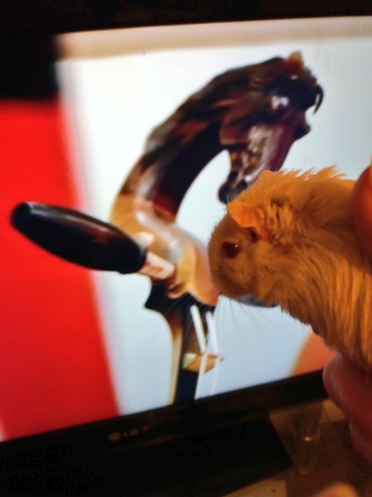 AndreaJackGoro's tweet photo. History lesson on #Mongolia  Showing the gerbil, where his ancestors cane from #Mongoliangerbil 😁 #Transiberian https://t.co/R0JuFIAFe4