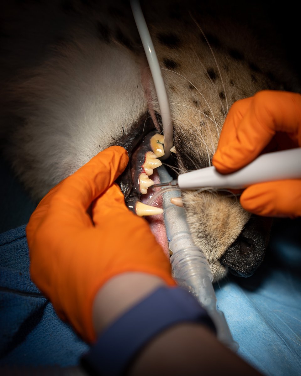 Cheetah teeth are intimidating, but a bit smaller than their lion and tiger cousins. This makes room for a larger nasal cavity and more oxygen as they chase their prey at high speed. Here, Frito gets a cleaning during his annual checkup exam. #Cheetah #WeAreAZA