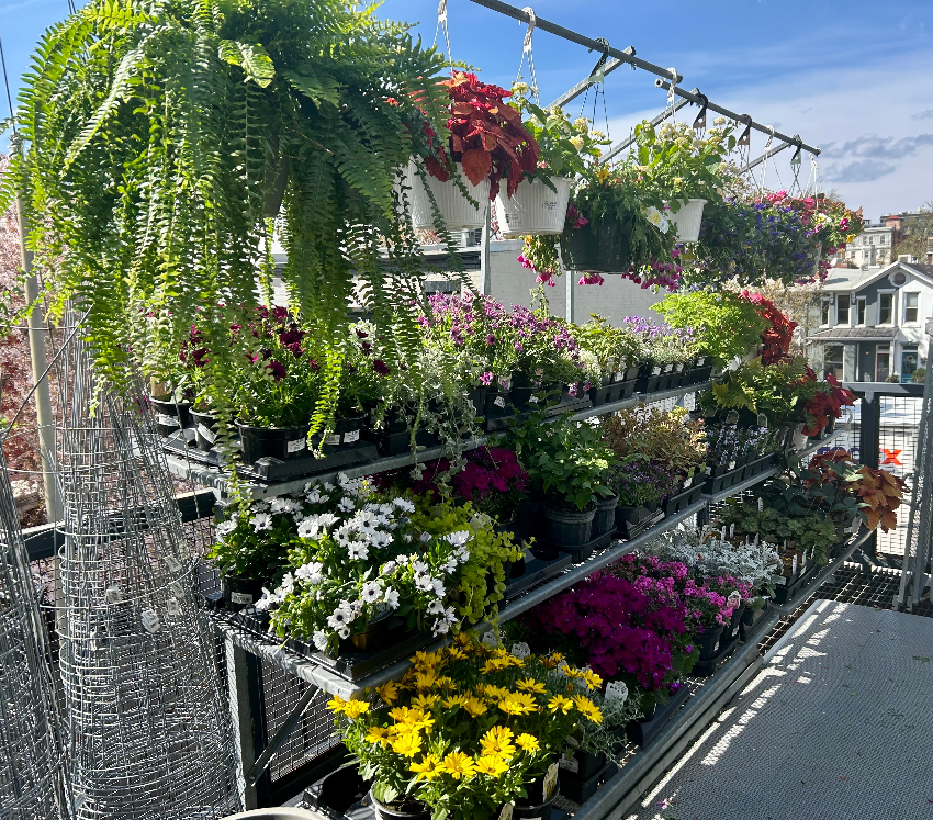 What a glorious day to stop by Logan Hardware for all of your outdoor live goods. 🌞 Step out onto our second-floor patio for a look at the pansies, daisies, strawberries, herbs, and more! Then check out our houseplants on your way back in! 🪴