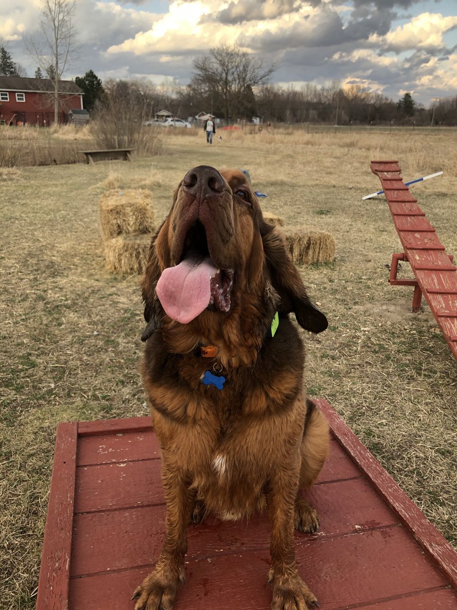 Death2Toby's tweet photo. you should have turned 5 today. i miss you so much, sweet boy. https://t.co/nnYMI8pPY1