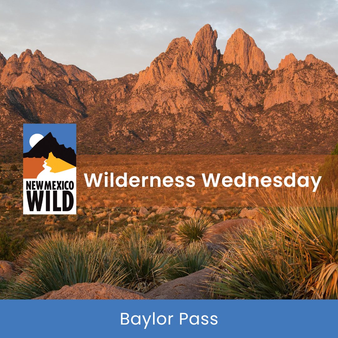 nmwild's tweet photo. It's #WildernessWednesday and we're in the #OrganMountainsWilderness hiking Baylor Pass! This hike is most often done as a 5.36 mile thru-hike that takes you through the heart of the Organ Mountains! Find this hike at https://t.co/dkQwY9HcFC.
#NMWild #newmexico #hikenm #lascruces https://t.co/UVbSfvi4Cn