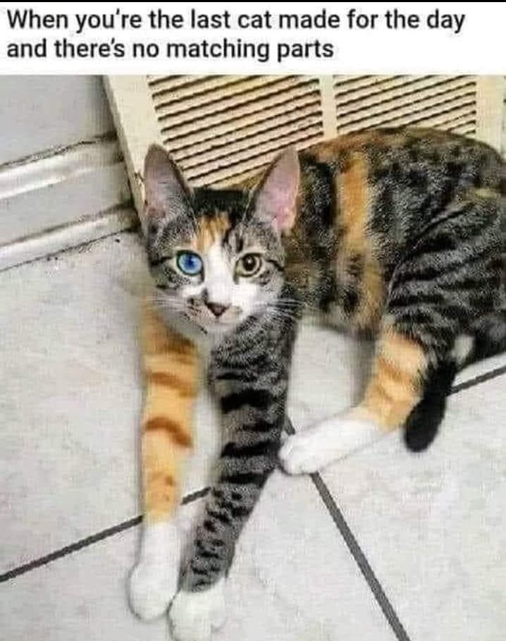 I'm sorry for the lack of content the last few days but we're starting to get behind on work and my whole camera roll is pictures of awful unmaintained spots on campus and cat memes