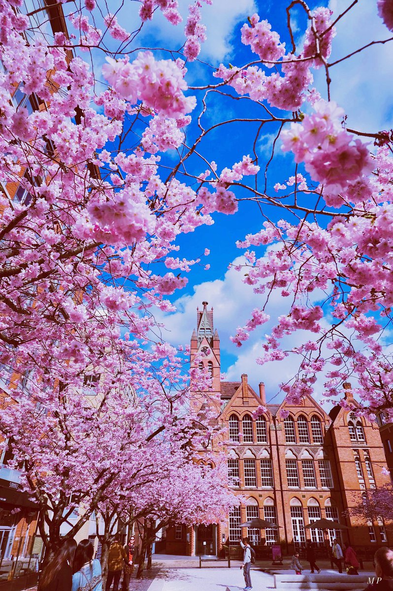 Birmingham in full bloom Monday @ikongallery @birmingham_live @WhatsOnBrum @VisitEngland @VisitBritain @igerscoventry @The_RHS