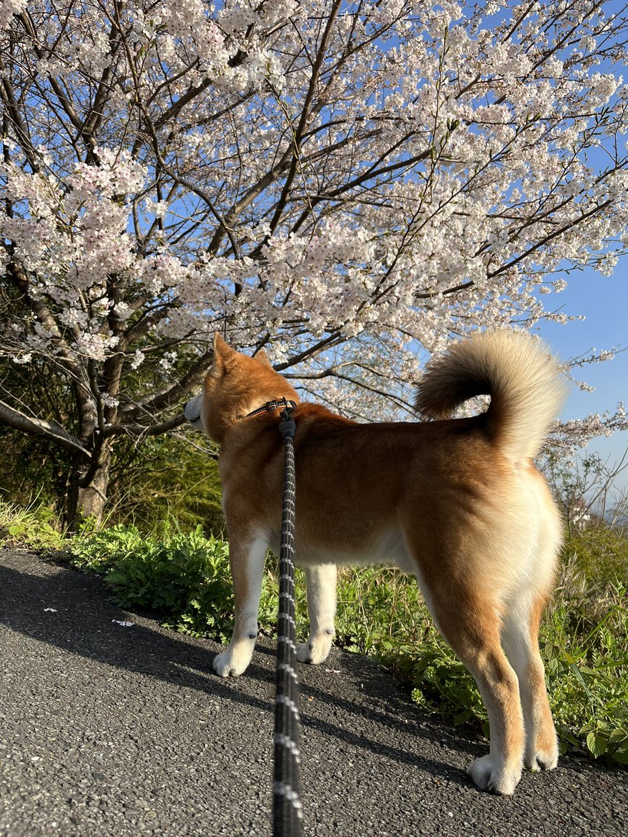 #花見2023 
#柴犬 #shibainu #犬 #dogs 

とても綺麗だ https://t.co/bFVCnyrGDb