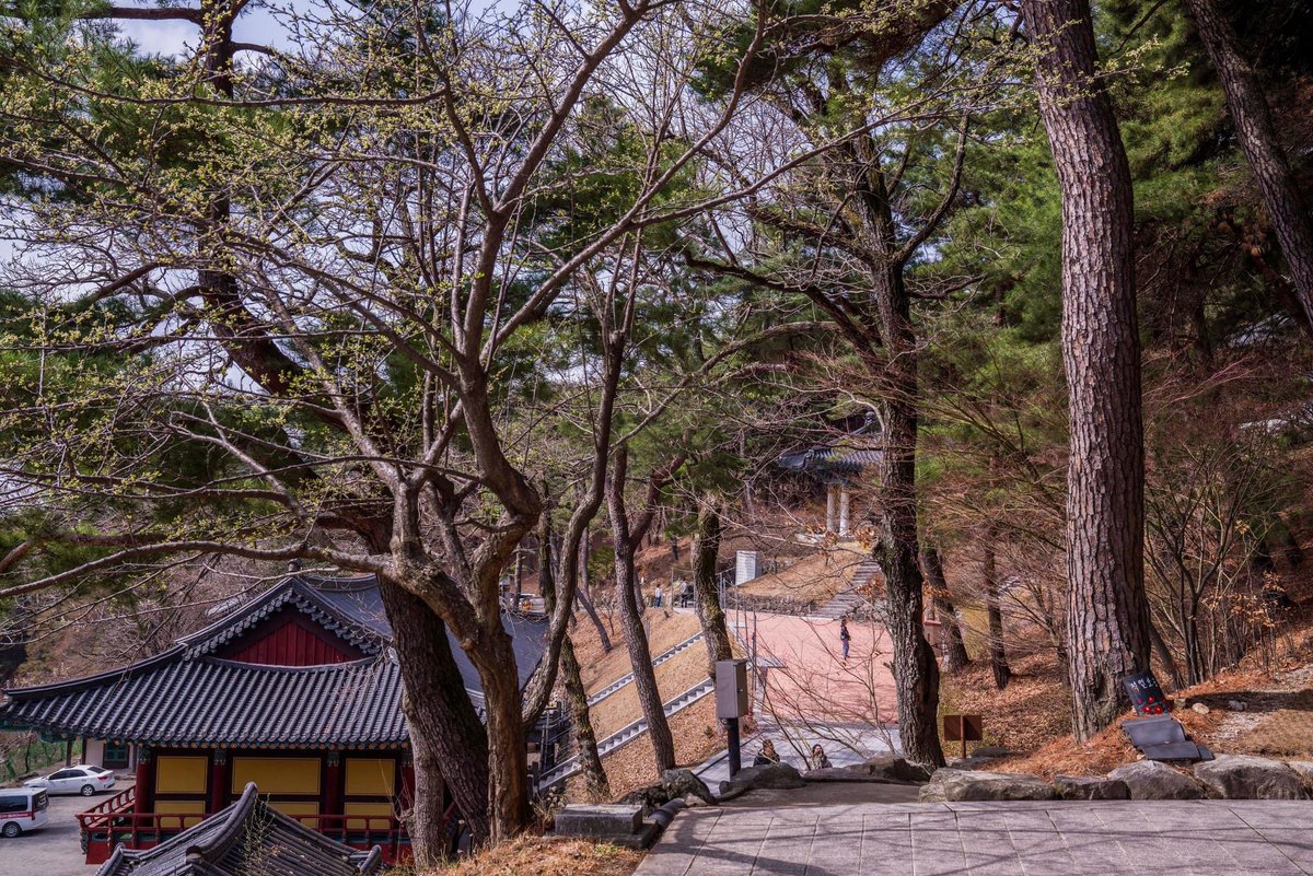 I also am an advocate for shinrinyoku. Since I’ve got out of bustling Seoul perched high in Hannam for the countryside. I’ve become so much more at ease getting in touch with the surrounding kami. I will stay on here.