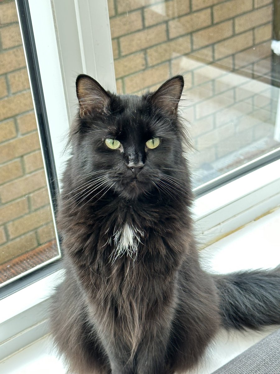 mandymoo1's tweet photo. And boy and girl cat  #PawsForPaul https://t.co/LJV3RUtxbR