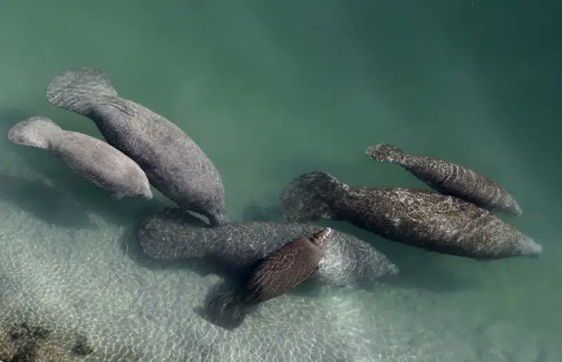 There are only 7,500 #manatees left in #Florida
They've been starving for quite a while
Nevertheless the @USFWS has ended the animals supplemental feeding

From Jan. 2021 ➡ March 2023, 2,000+ have died.

👉 #RedTideRick @SenRickScott
#AnimalRights MATTER

apnews.com/article/manate…