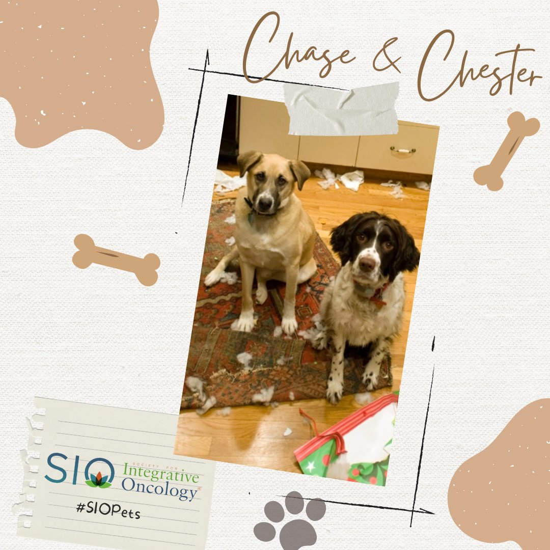 Integrativeonc's tweet photo. Here come Chase and Chester, also known as "nope, we didn’t do it!” Their owner, @LeighLeibel, MSc, C-IAYT, ACSM-CET, is a #yogatherapist, SIO Board Member, & co-host of the Integrative Oncology Talk podcast.
#SIOPets #integrativeonc #cancer https://t.co/8InTVOB8HZ