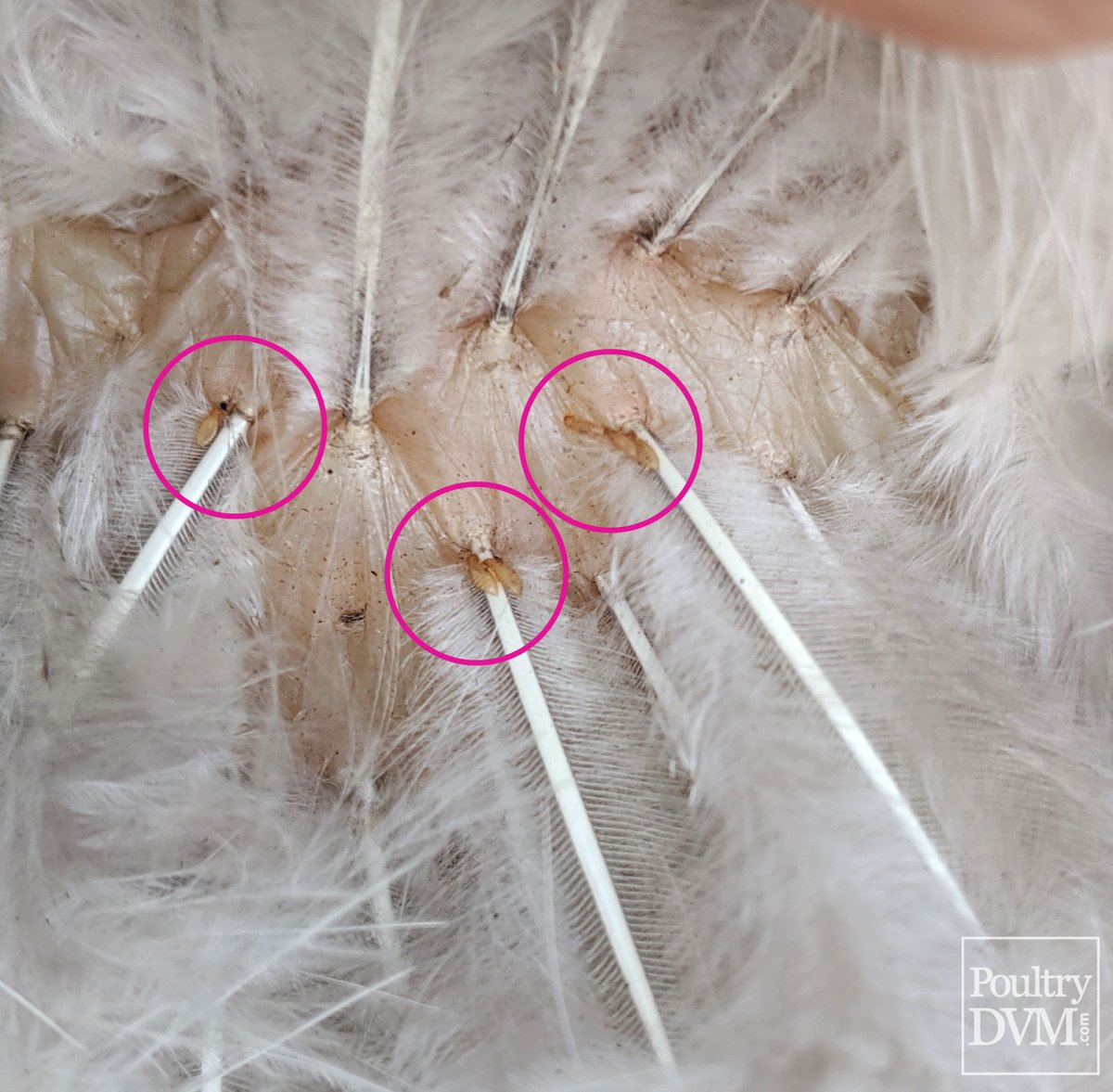 PoultryDVM's tweet image. What am I? #chickens #petcare