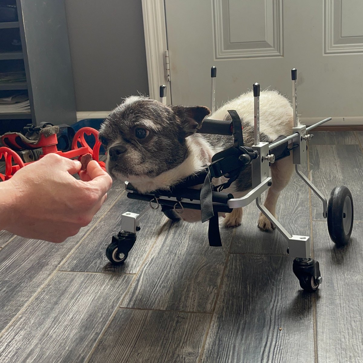 Everyone better watch out for your toes cause Crawler has a brand-new set of wheels. She kinda hates them at the moment 😭 - but that's alright. We all know high-speed zoomies take time to get used to ❤️‍🩹