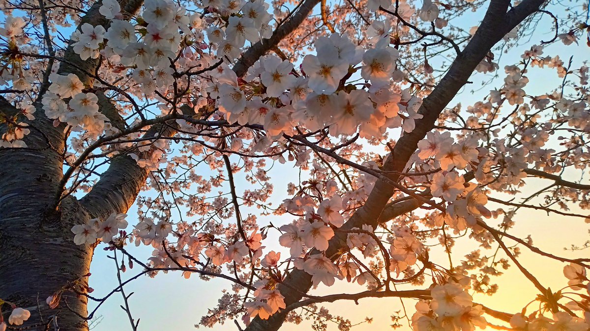 𝐺𝑜𝑜𝑑 𝑚𝑜𝑟𝑛𝑖𝑛𝑔︎ !!おはニャン😸 おはようございます☀ 気温は5℃、晴天の朝です🌄桜を下から見上げるとお花が笑っている様に見えて和みますね～😆体調管理に気をつけられ、佳き1日をお過ごし下さい☺️