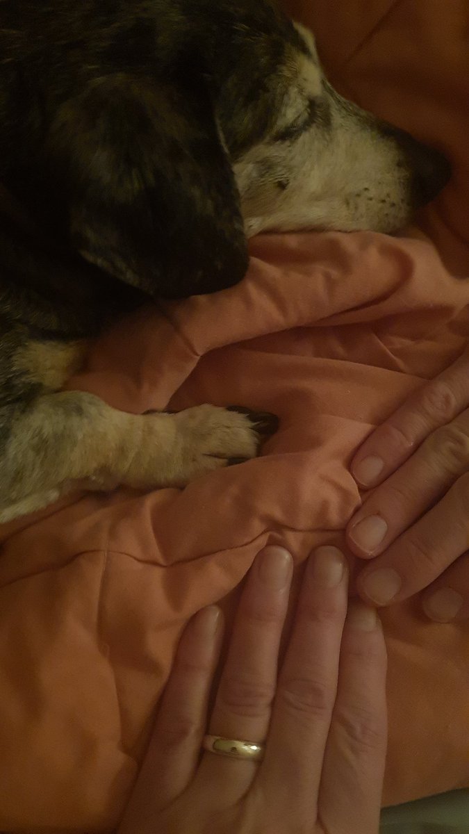 Our little rescue #PawsForPaul
Thank you Paul for being you.Thanks for all the laughs.
Rest well, much love ❤️ 
<a href="/Battersea_/">Battersea</a> 
<a href="/krustav/">Kirsty G</a>