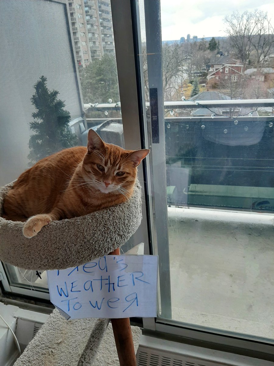 FredCanCat's tweet photo. Da heck! #Pickle is trending AGAIN.  What do I gotta do to get trending on this Twitter...I just changed the weather #FredtheCanadianCat #ONStorm https://t.co/zM3M7AXLin