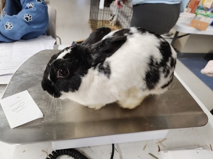 AdoptableBuns's tweet photo. Rabbit #181 is an adult Rex from #ClarksSummit, PA. https://t.co/iXNxfe9LqI https://t.co/X0qdvP0xHn