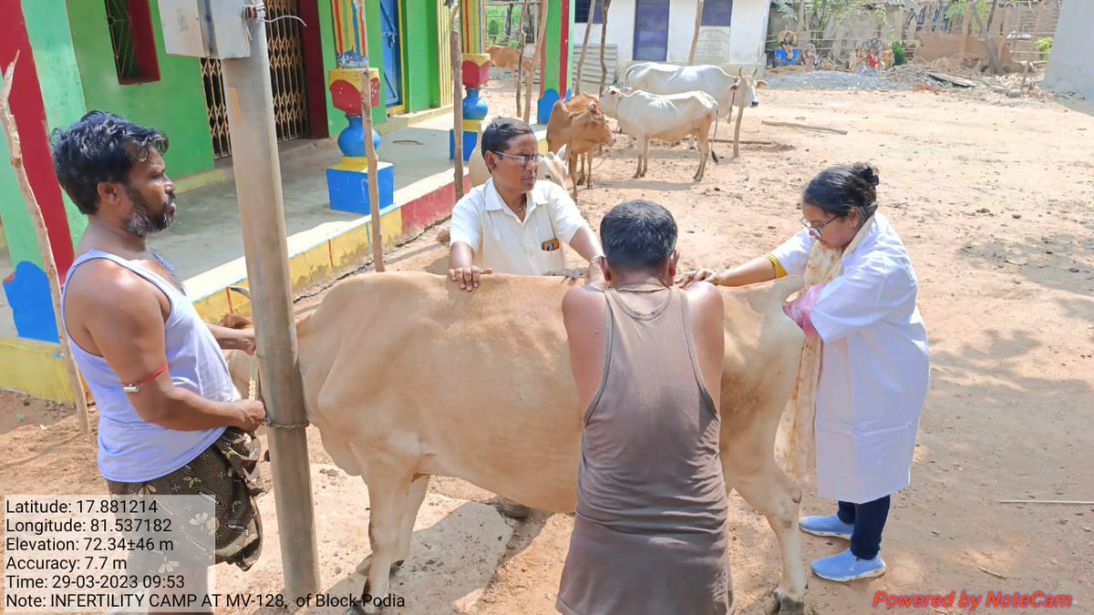 Moiled to accomplish infertility camp at remote area motu An endeavour of a lady vet alone isnot less than a boon to the farmers in terms of generous health services.She is trying to open up vistas of state n national cooperation interms of milk production <a href="/dahvsodisha/">Directorate of AH&VS Odisha</a> @farddept