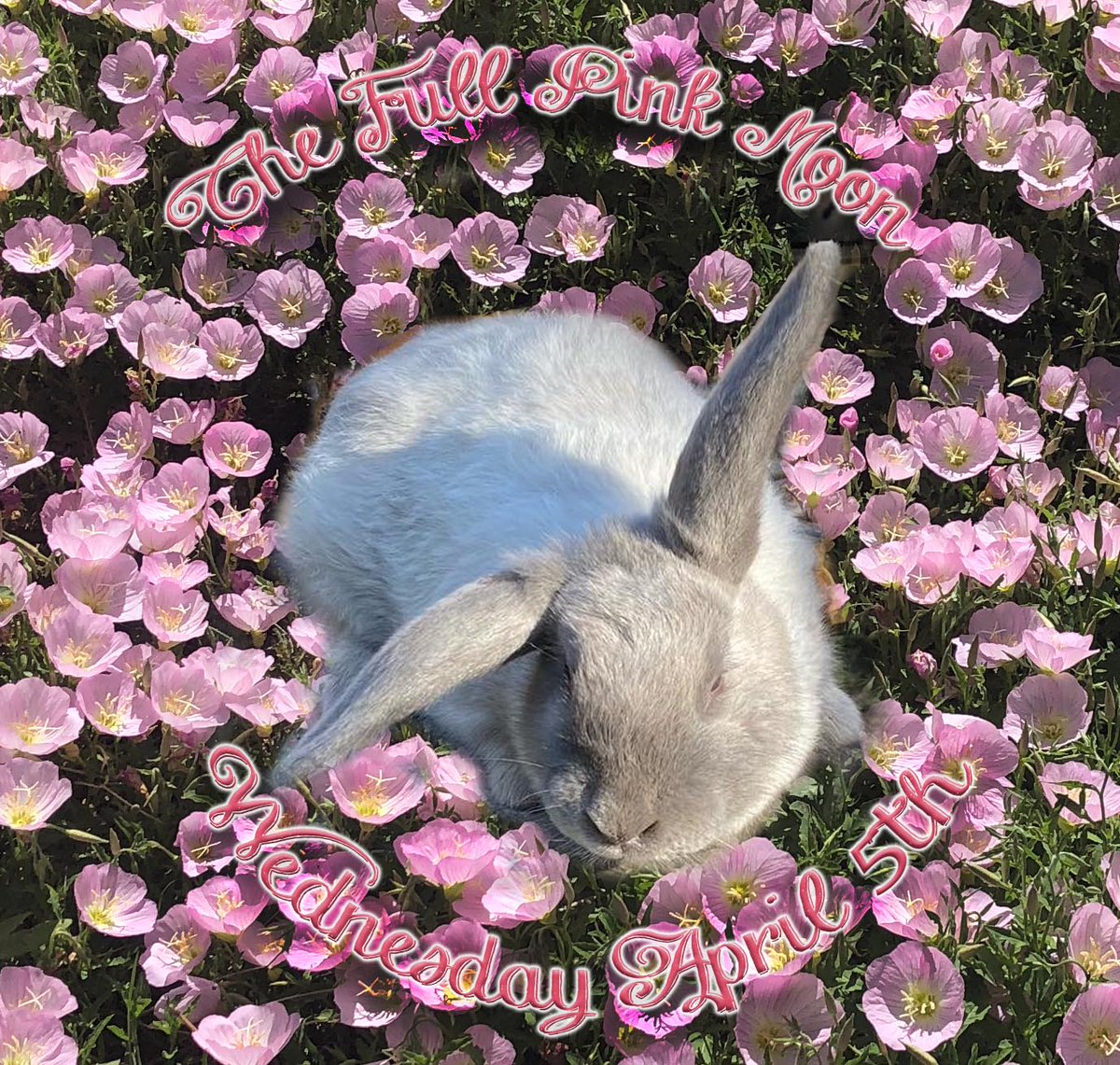 Join us on Wednesday April 5th for the Full Pink Moon. The event starts at 6 with a night market and dinner is at 7. For tickets, go to habitablespaces.org/single-post/fu… [Campaign URL]