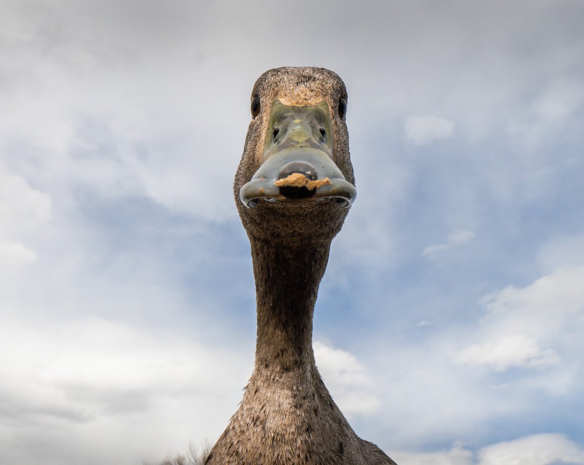 frog or duck?

(retweet to send a snack live.dashducks.tv)