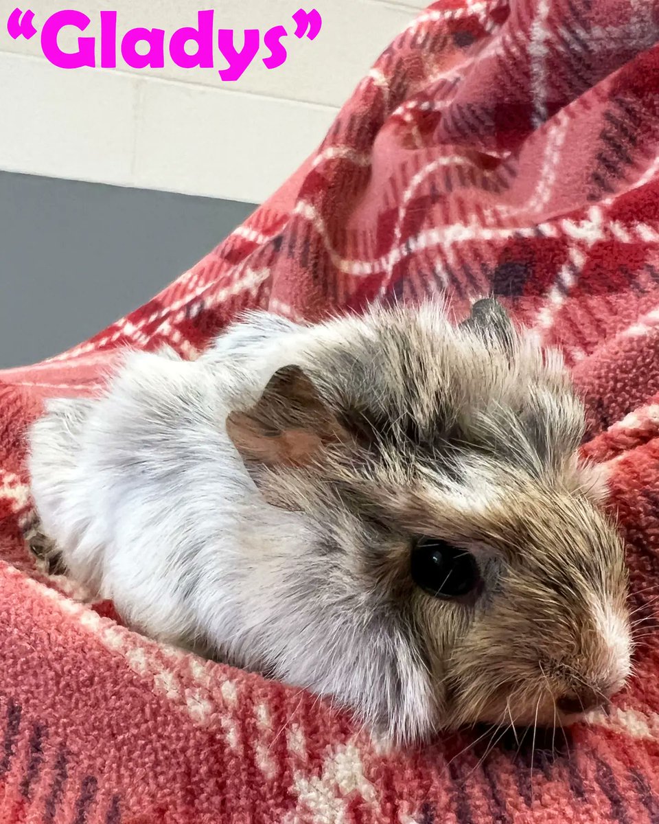 ThePipsqueakery's tweet photo. Transport help needed! This mom and her 3 babies including 2 lethal whites need to get from Salem, Virginia to Bloomington, IN. Currently we have transport as far Beckley, WV so we need the following legs of this transport covered for this Sunday, April 2nd: https://t.co/UxofUpZJi2
