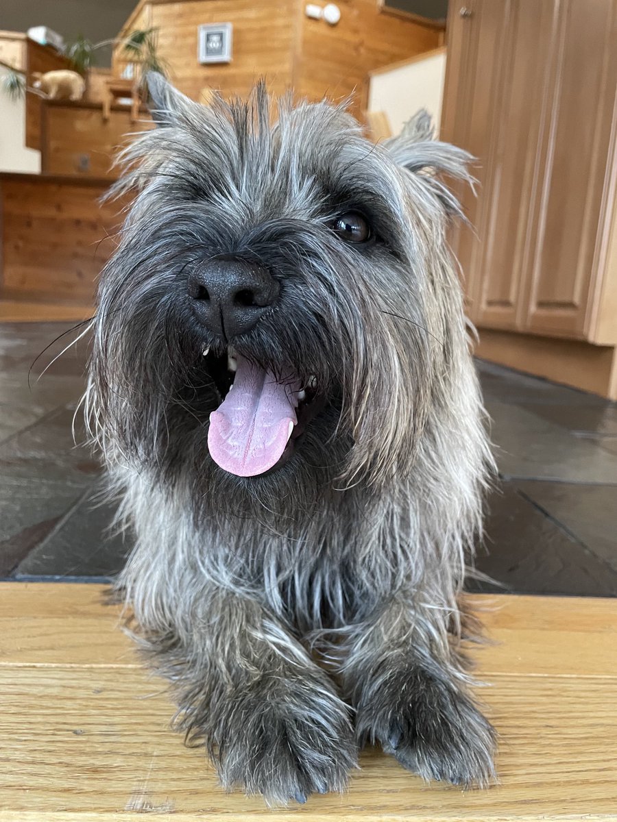 WellyUBM's tweet image. I’ve been barking at 🐿️s all day. They are everywhere!