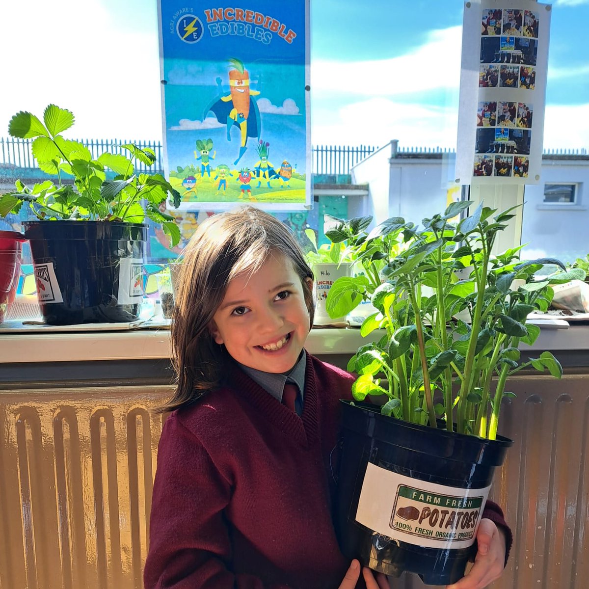 Room 9 definitely have green fingers!! Look how well their potatoes are growing!
@agriaware @quickcrop #incredibleedibles2023