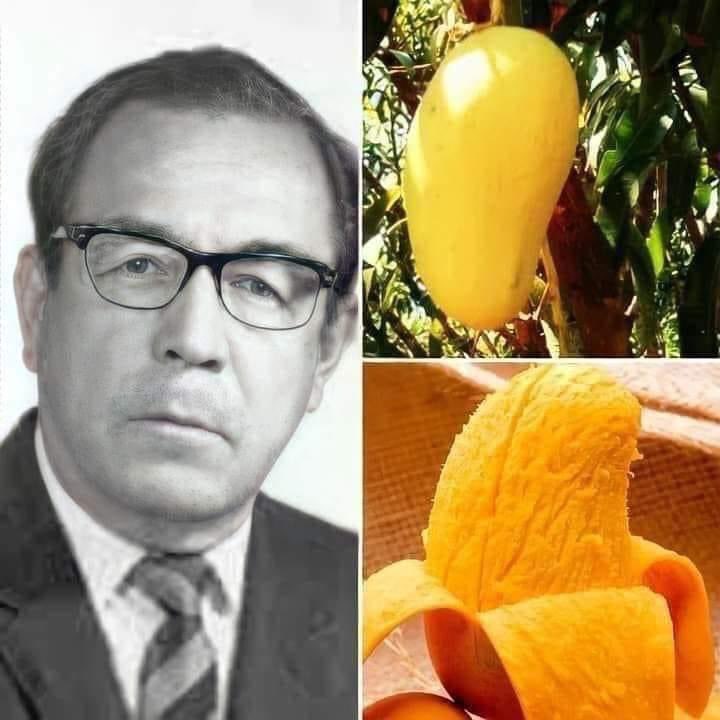EnsedeCiencia's tweet photo. MANGO ATAULFO, EL FRUTO PERFECTO

Ataulfo Morales Castillo fue un ingeniero agrónomo Mexicano que experimentó con sus árboles de mango creando injertos hasta que pudo encontrar el fruto perfecto 69% de pulpa, 19% de cáscara y 8.5 de hueso o semilla. 

Gracias a él podemos disfrutar desde 1963 el mango Ataulfo, llamado así en su honor. Un gran personaje