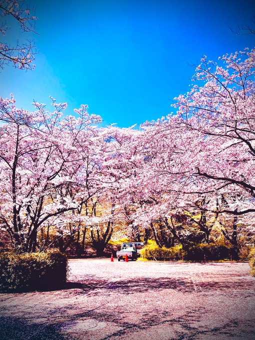 おはようございます。やっと晴れたので、行きたかったこちらへ。　#さくら公園　桜ももう散り始め。ここは　#耳をすませば　の