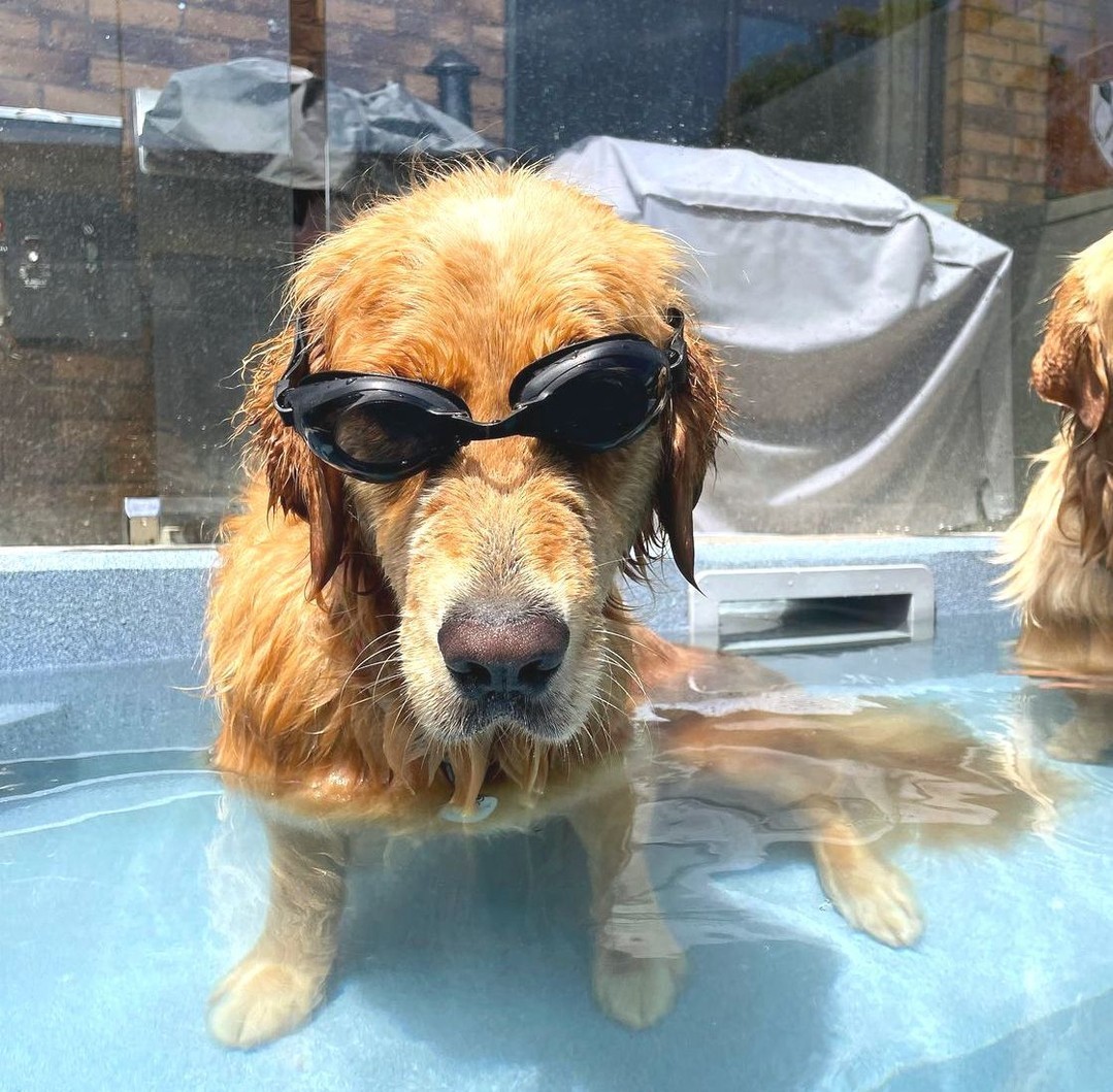 baxtapets's tweet photo. “There were no more reservations at the spa, so I guess the pool will have to do.” 🤷 
#goldenretriever https://t.co/FKjqpp3yhx