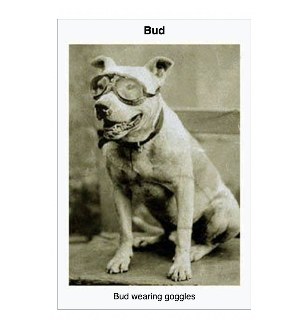 in 1903, this dog joined two men on the first automobile trip across the US