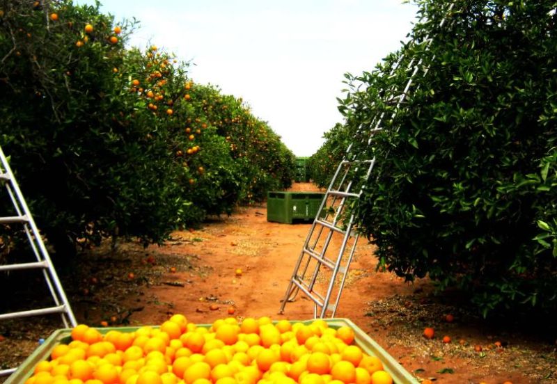 backpackerjob's tweet photo. Urgent farm hand/fruit pickers needed!! at Access Labour Hire (Riverina NSW, New South Wales) https://t.co/ITHAS3F8gr #BackpackerJobBoard https://t.co/H5rwOtKYoa
