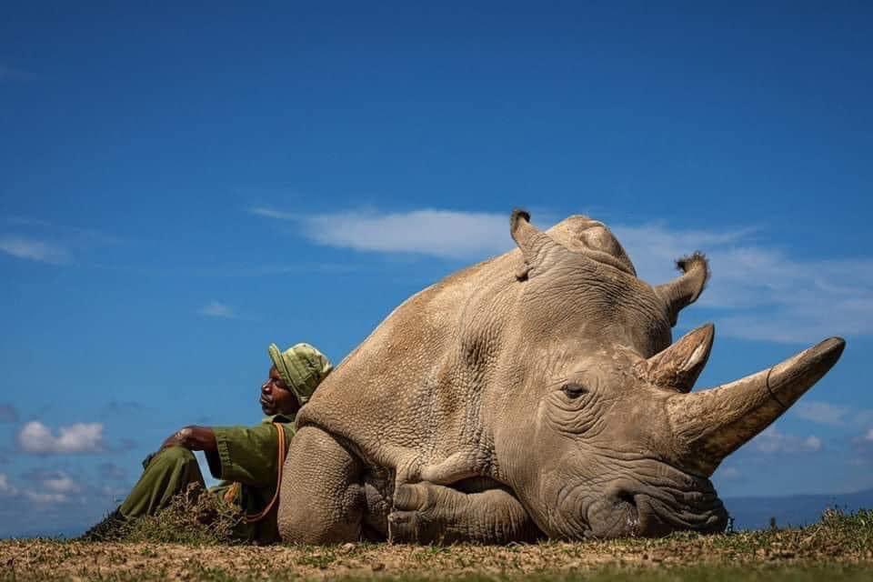 MagiaCanina's tweet photo. Uno de los dos últimos rinocerontes blancos que quedan en el planeta, custodiado cada segundo de las 24 horas del día por un militar para que no lo maten los cazadores furtivos.

Esta foto que ha publicado National Geographic nos debe generar conciencia en proteger la vida. https://t.co/R7W1vhdlDW